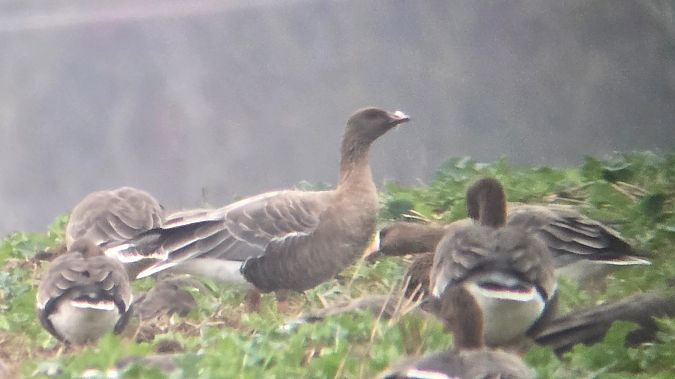 Kurzschnabelgans  - Jonathan Oeser