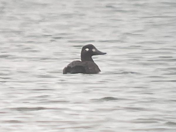 Samtente  - Marc Maas