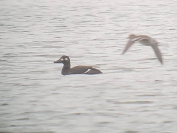 Samtente  - Marc Maas