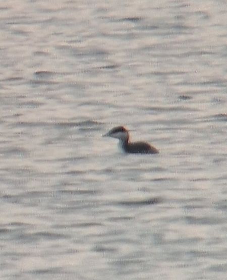 Ohrentaucher  - Lorenz Müller