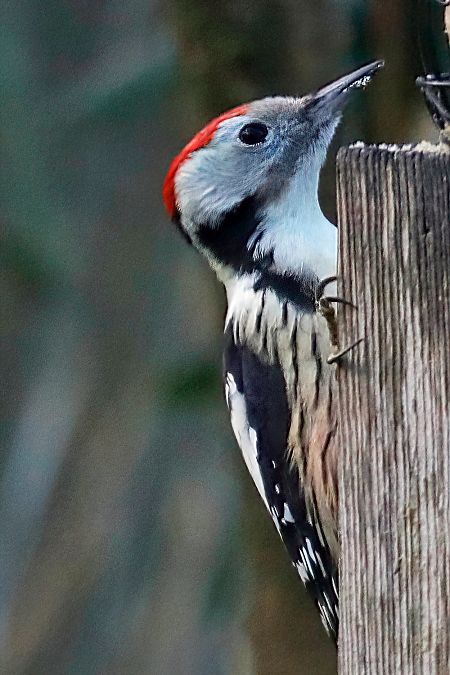 Mittelspecht  - Thomas Brandt