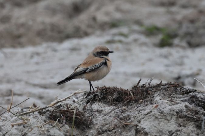 Wüstensteinschmätzer  - Alexander Sührig