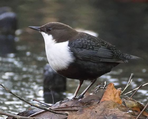 Wasseramsel  - Gerhard Joohs