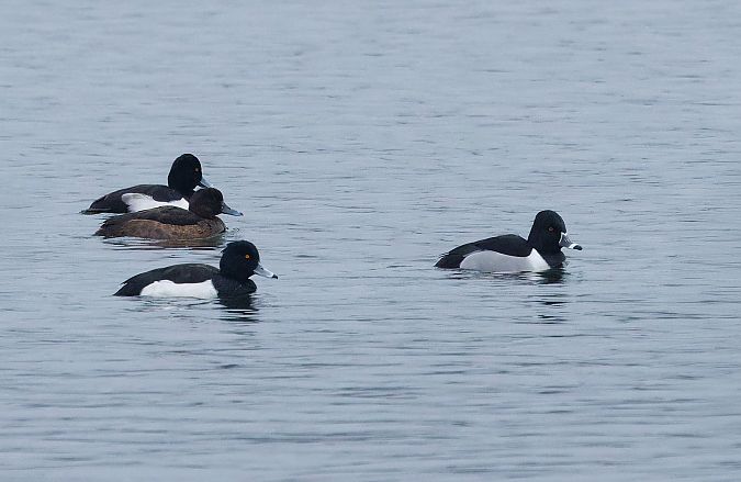 Ringschnabelente  - Olaf Solbrig