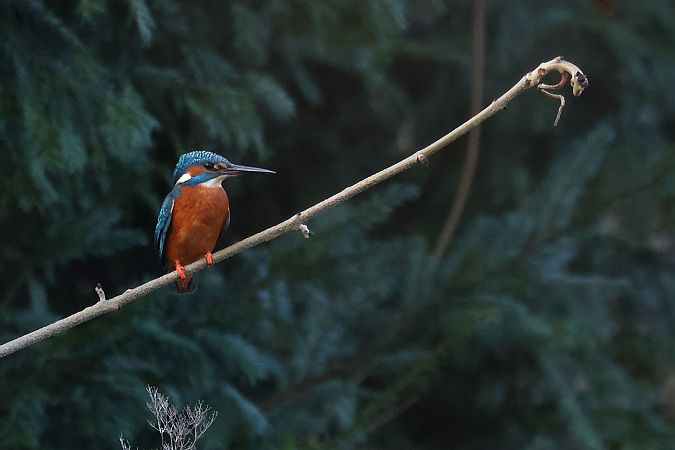 Eisvogel  - Leimert Jochen