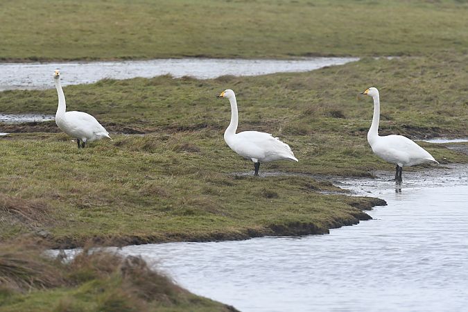 Singschwan  - Björn Stranz