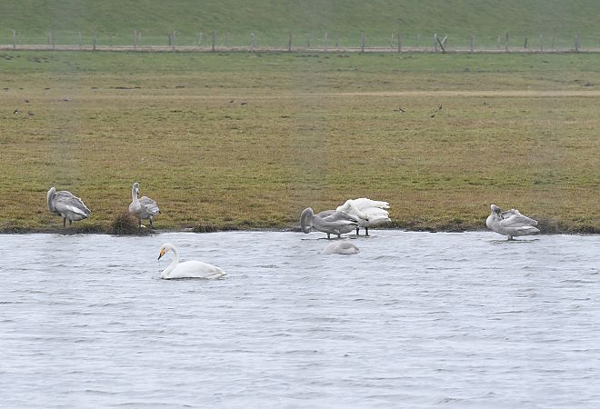 Singschwan  - Björn Stranz