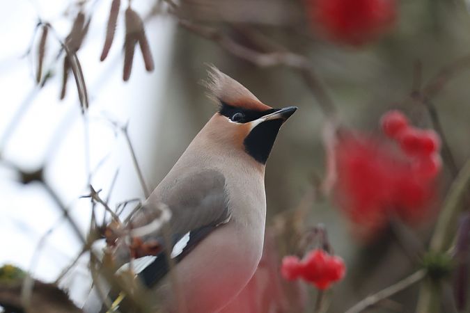 Seidenschwanz  - Matthes Jacobs
