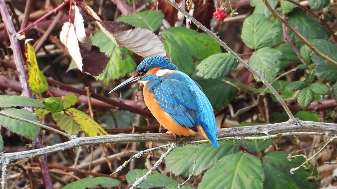 Eisvogel  - Klaus Dettmann