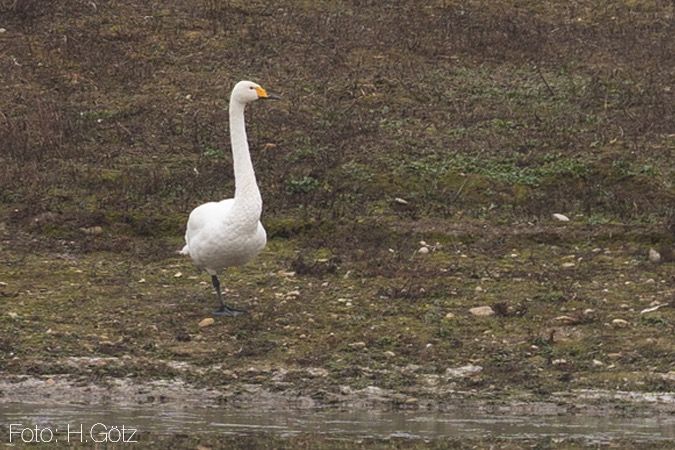 Singschwan  - Heiner Götz