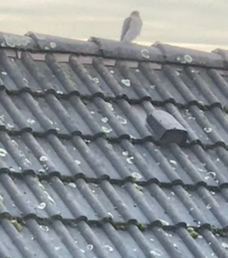 Sperber  - Nadine Mages