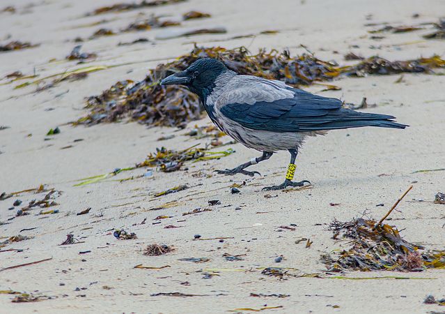 Nebelkrähe  - Steve Klasan