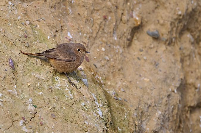 Hausrotschwanz  - Steve Klasan