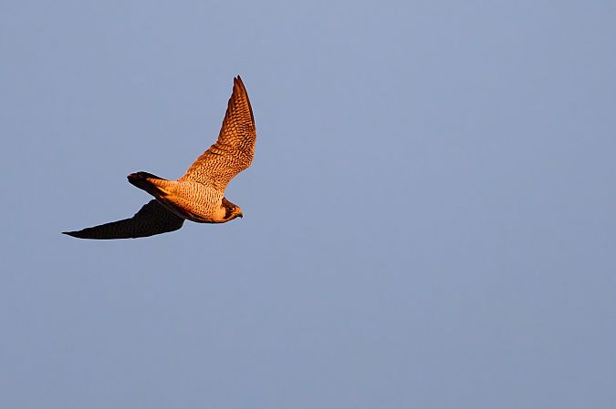 Wanderfalke  - Steve Klasan