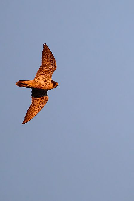 Wanderfalke  - Steve Klasan