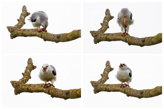 Gleitaar  - Gerd-Michael Heinze