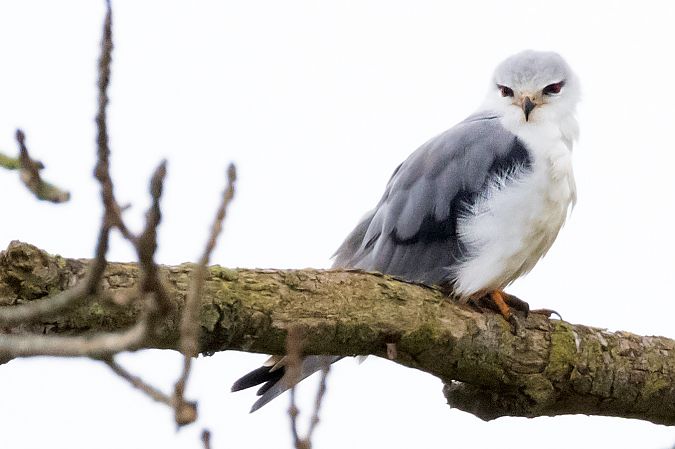 Gleitaar  - Gerd-Michael Heinze