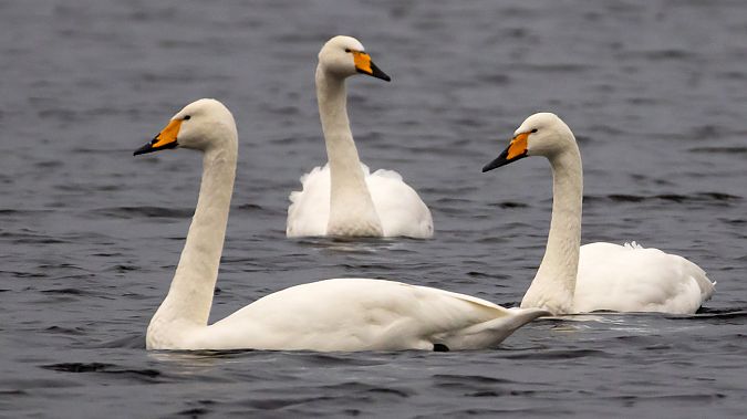 Singschwan  - Gerd-Michael Heinze