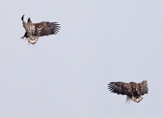 Seeadler  - Gerd-Michael Heinze