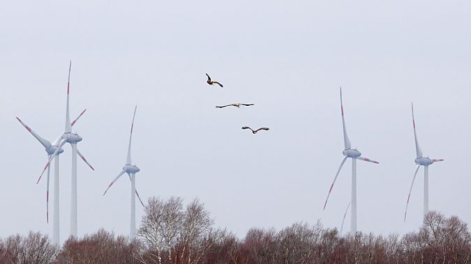 Seeadler  - Gerd-Michael Heinze