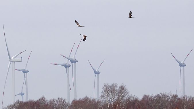 Seeadler  - Gerd-Michael Heinze