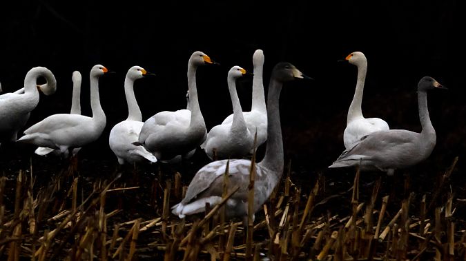 Zwergschwan  - Gerd-Michael Heinze
