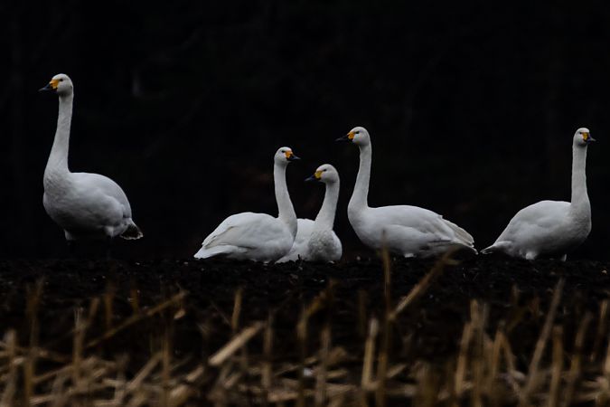 Zwergschwan  - Gerd-Michael Heinze