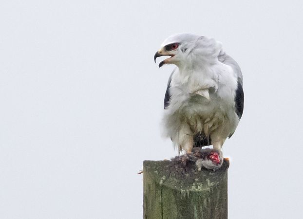 Gleitaar  - Gerd-Michael Heinze