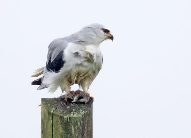 Gleitaar  - Gerd-Michael Heinze