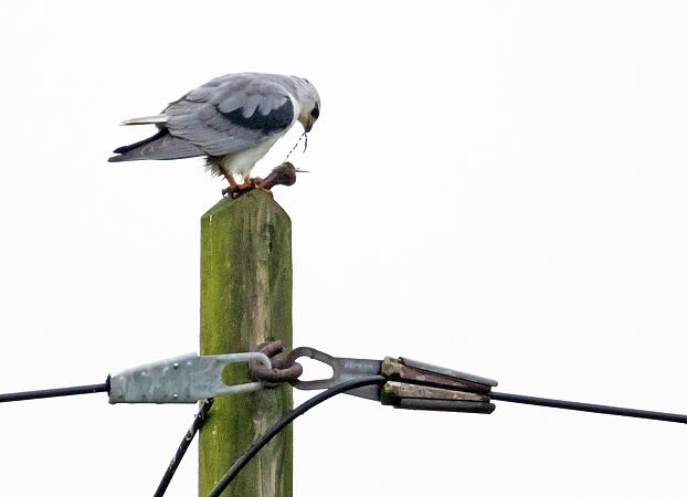 Gleitaar  - Gerd-Michael Heinze
