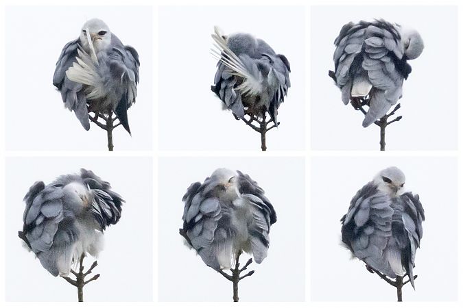 Gleitaar  - Gerd-Michael Heinze