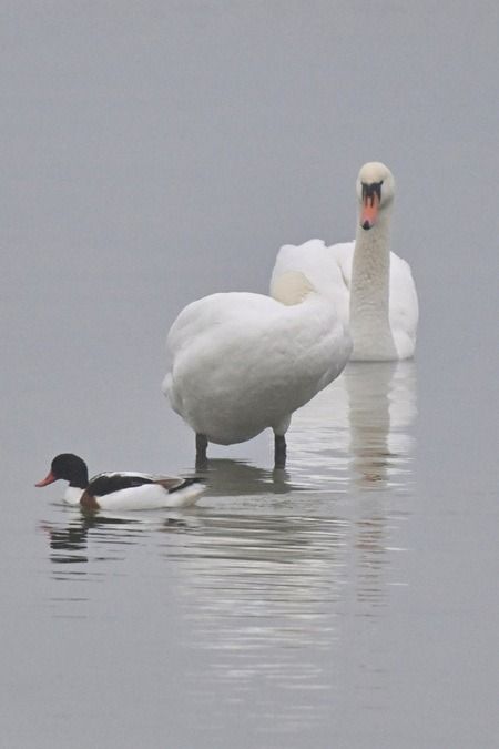 Brandgans  - Petra Druschky