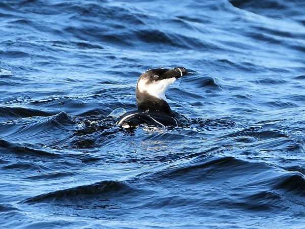 Tordalk  - Bernd Klare