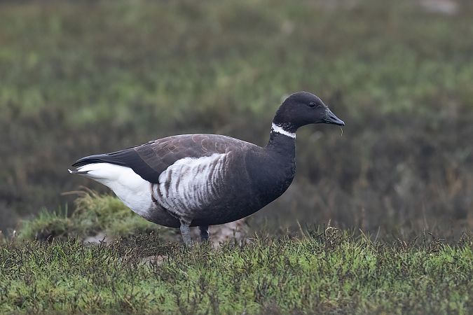 Ringelgans (ssp. nigricans), Pazifische  - Andreas Bange
