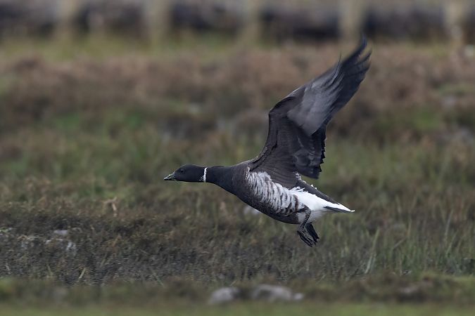 Ringelgans (ssp. nigricans), Pazifische  - Andreas Bange