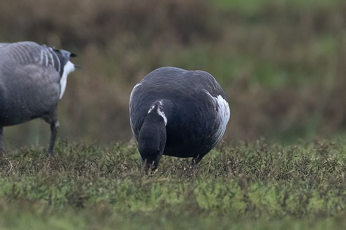 Ringelgans (ssp. nigricans), Pazifische  - Andreas Bange