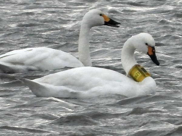 Zwergschwan  - Bernd Hälterlein