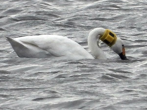 Zwergschwan  - Bernd Hälterlein