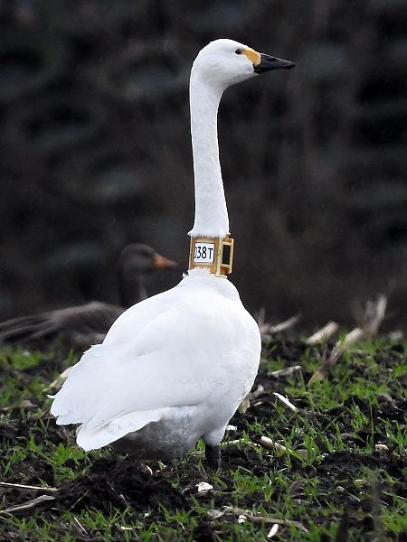 Zwergschwan  - Bernd Hälterlein