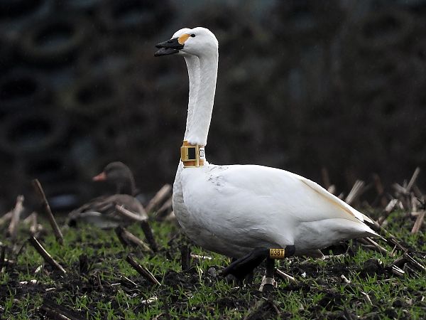 Zwergschwan  - Bernd Hälterlein