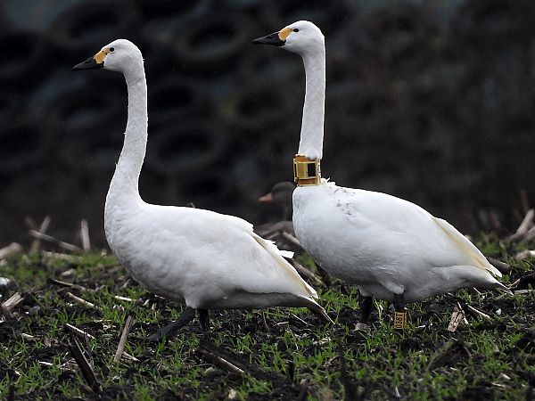 Zwergschwan  - Bernd Hälterlein