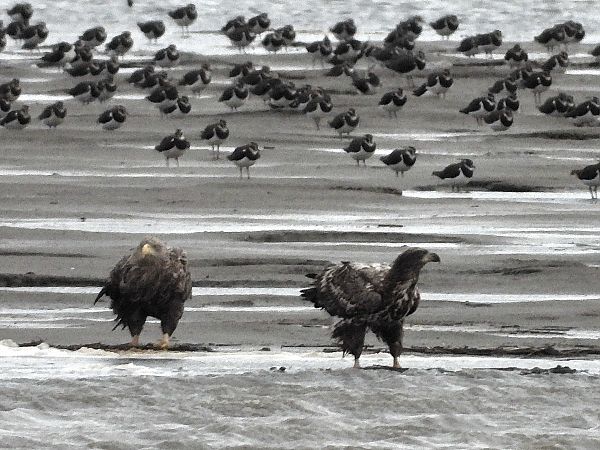 Seeadler  - Bernd Hälterlein