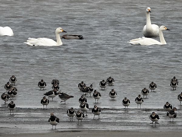 Zwergschwan  - Bernd Hälterlein