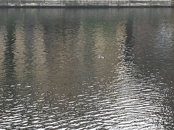 Prachttaucher  - Derk Ehlert