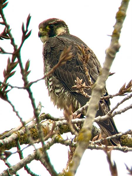 Wanderfalke  - Michael Schwarz