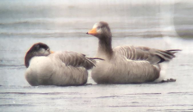 Graugans-Hybrid, unbestimmt  - Gerhard Braemer