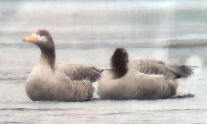 Graugans-Hybrid, unbestimmt  - Gerhard Braemer