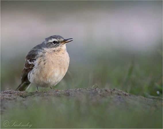 Bergpieper  - Frank Sudendey