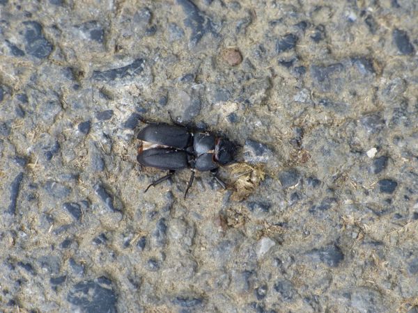 Lucanus cervus  - Serafín Alarcón