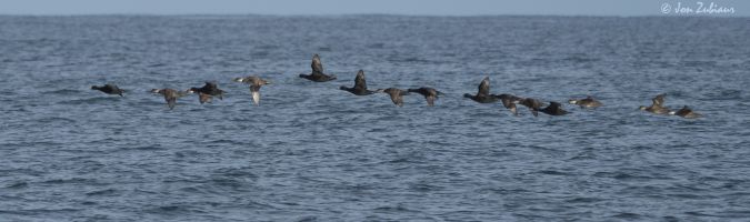 Black Scoter  - Jon Zubiaur